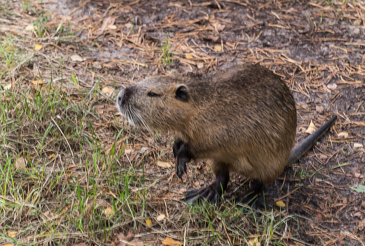 Nutria 4-1.jpg