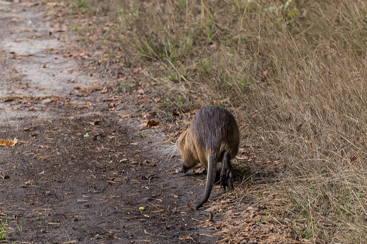 Nutria 5-1.jpg