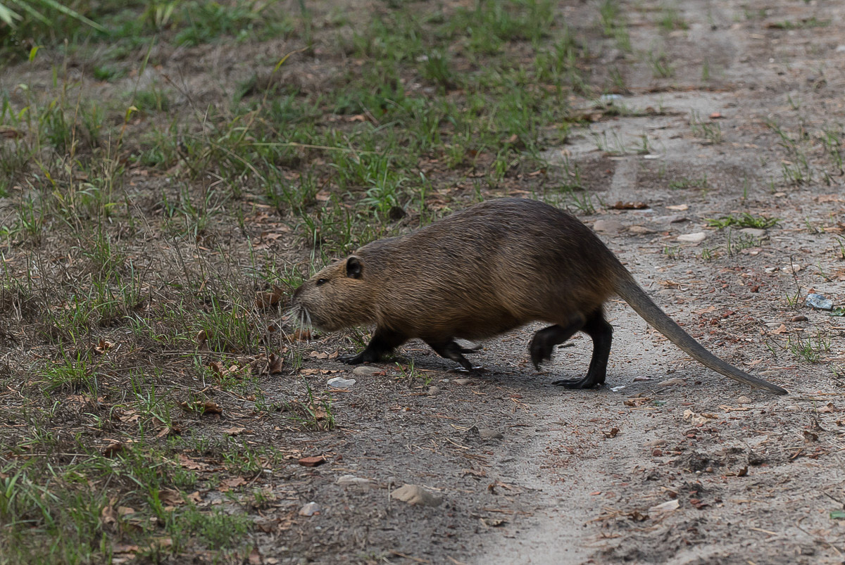 Nutria 6-1.jpg