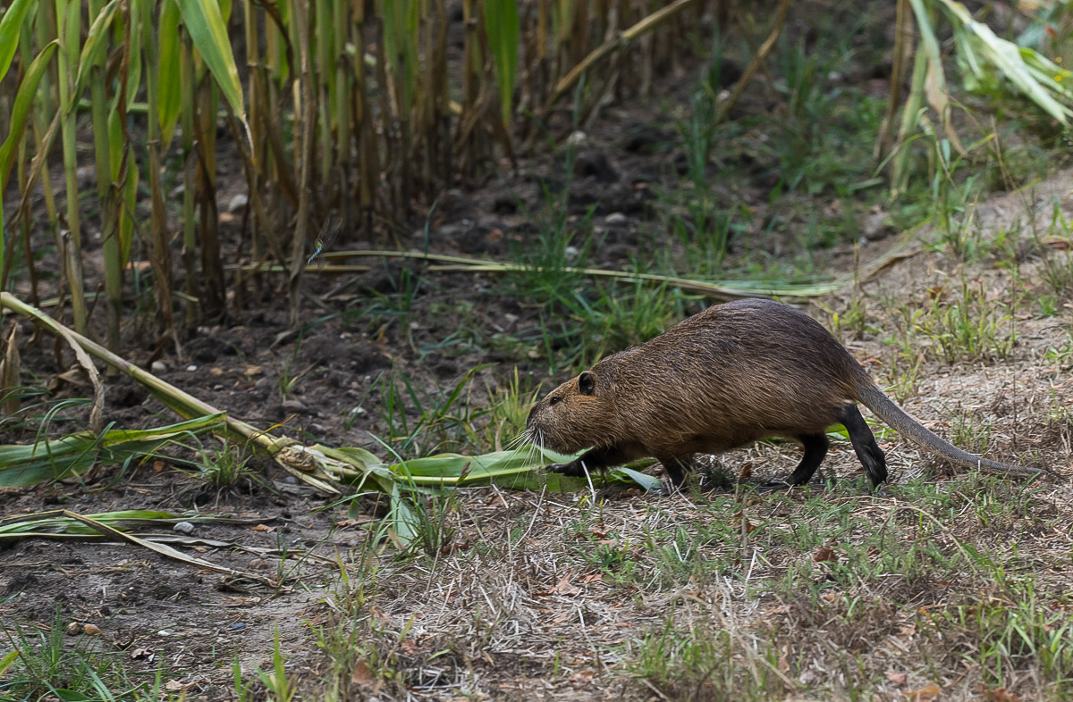 Nutria 7-1.jpg