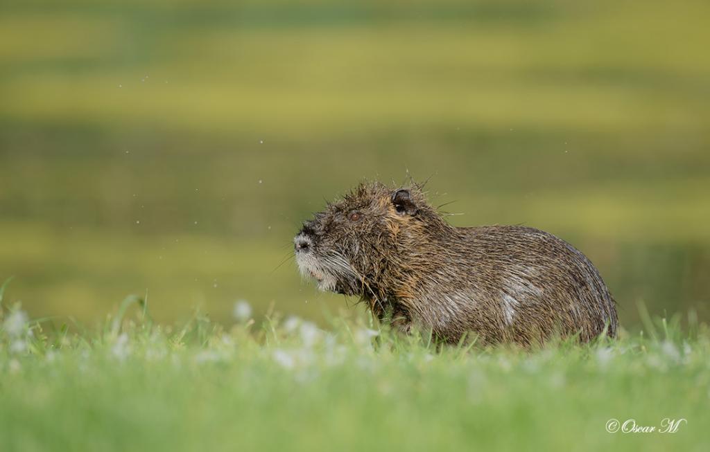 Nutria 9406
