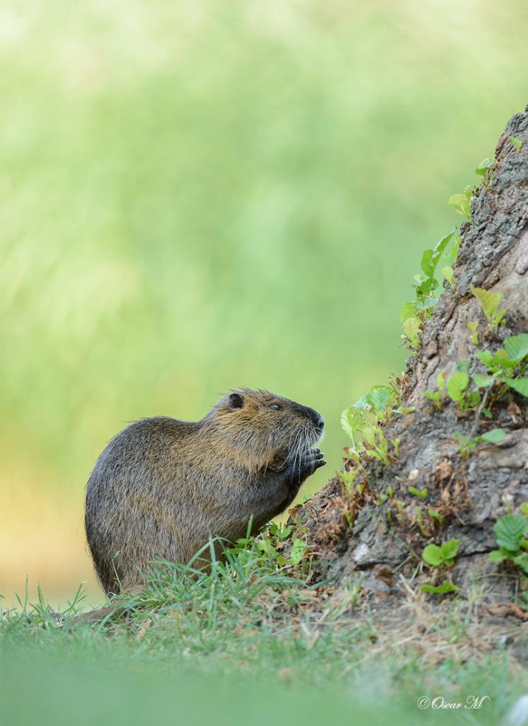 Nutria 9572 4