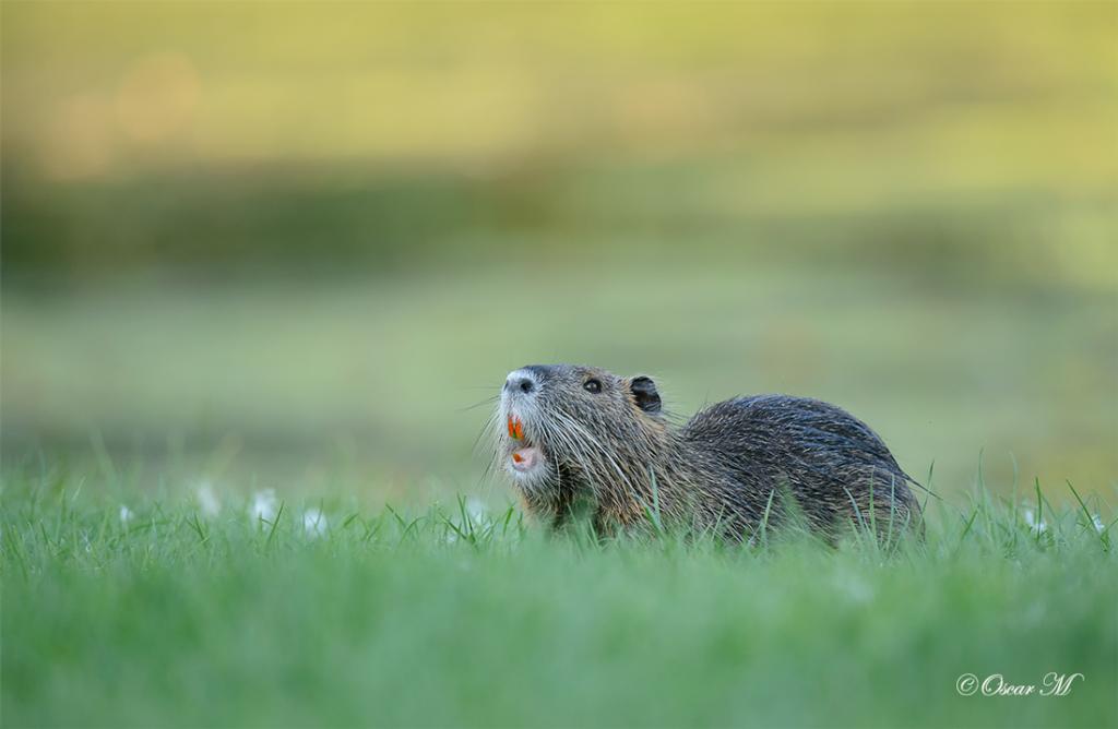 Nutria 9646