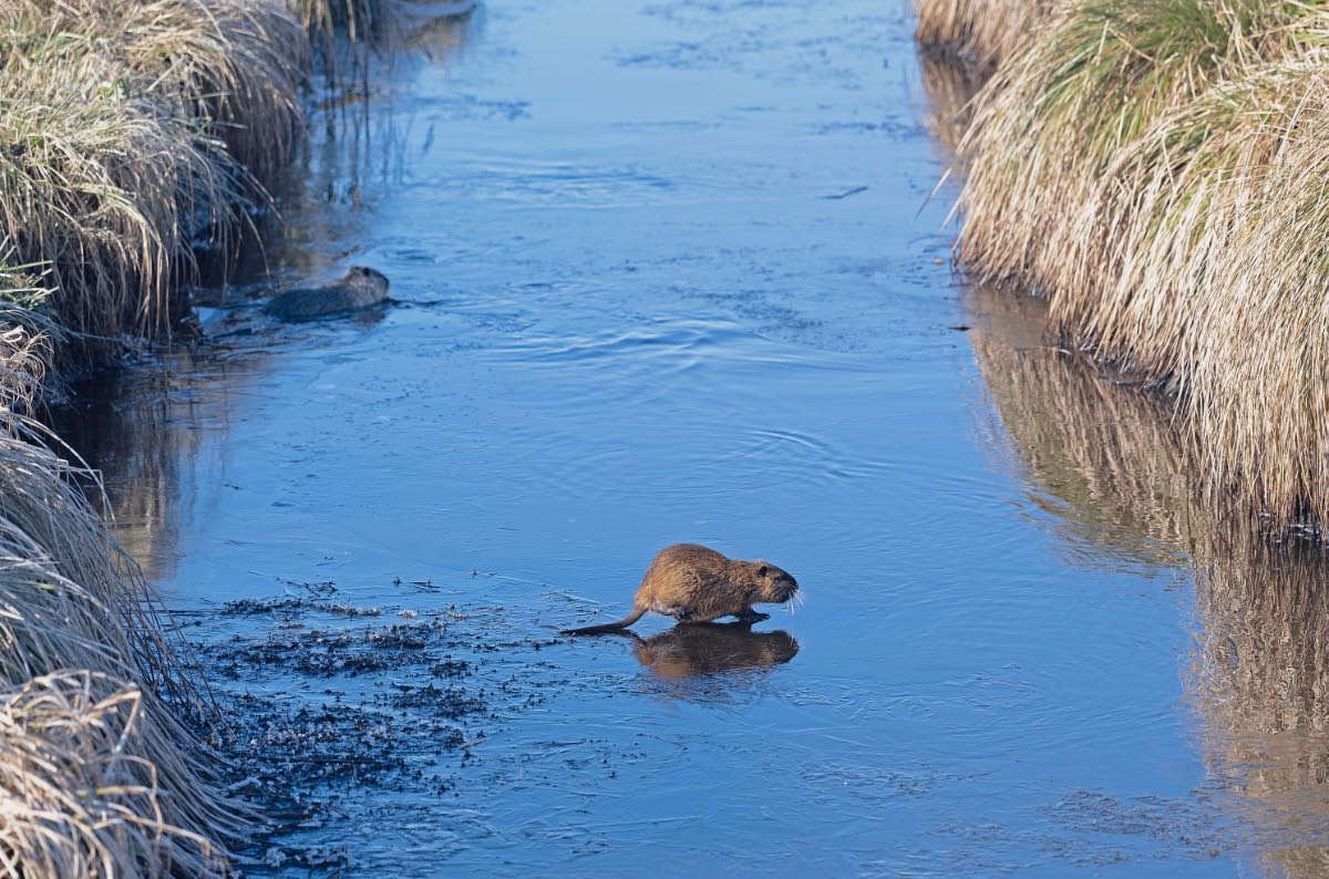 Nutria auf dünnem Eis 2.jpg