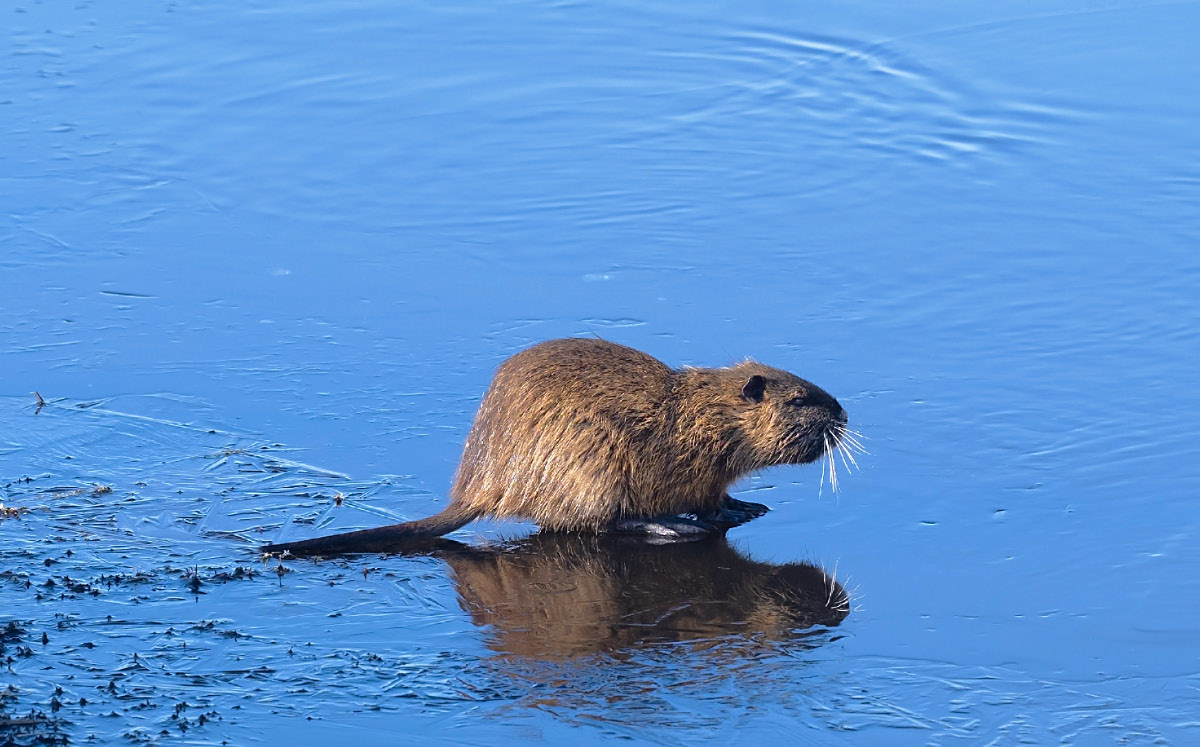 Nutria auf dünnem Eis.jpg