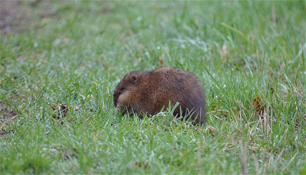Nutria ( Bisamratte )
