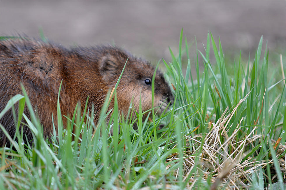 Nutria ( Bisamratte )