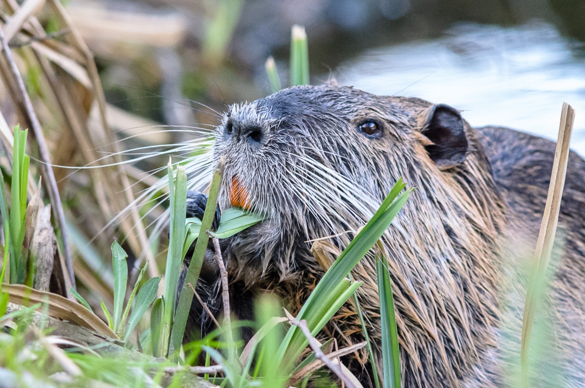 Nutria, BS