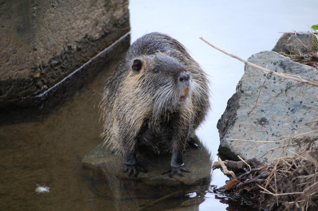 Nutria