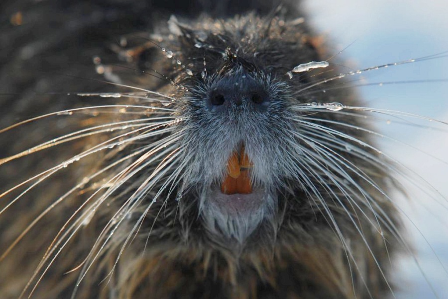 nutria
