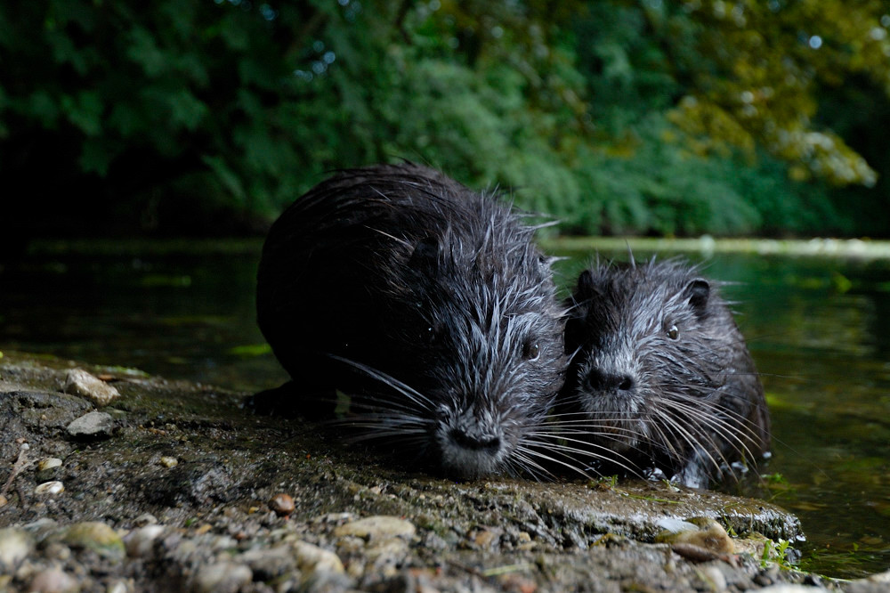 Nutria2