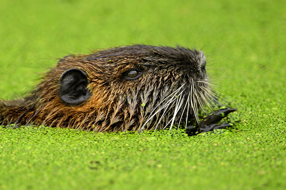 Nutria7763b