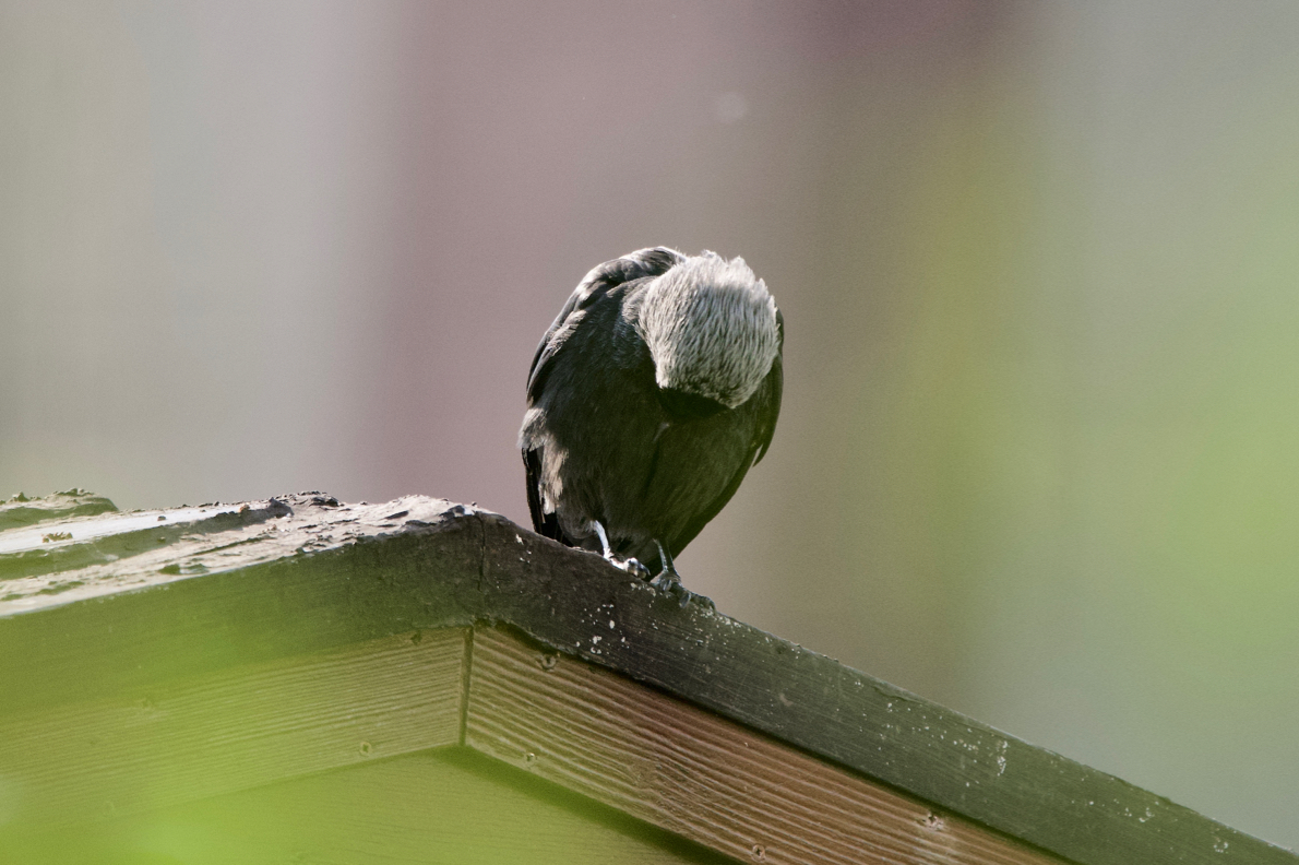 NZ6_1099.jpg