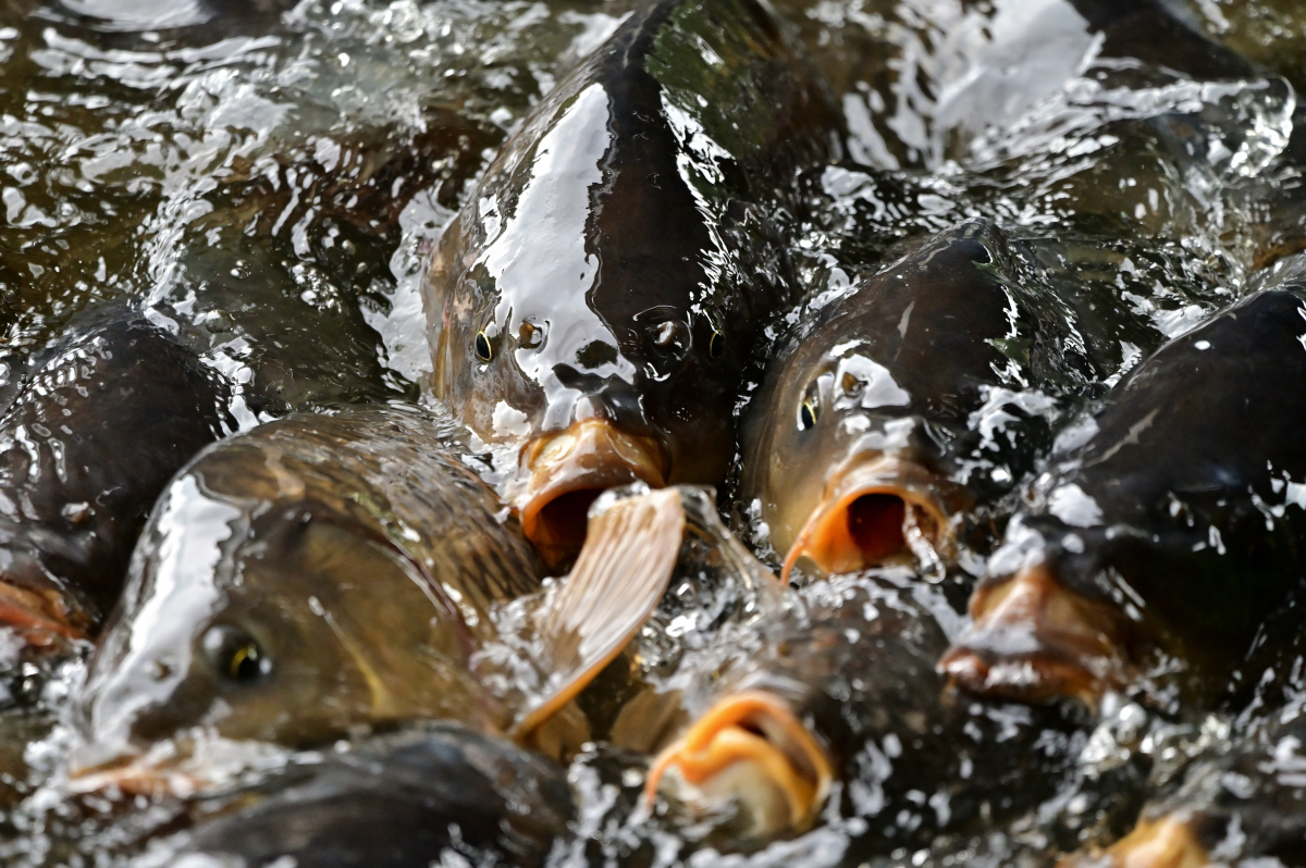 NZ6_1415.jpg