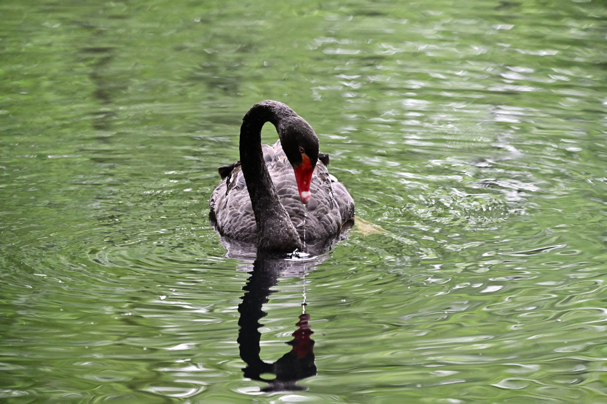 NZ6_1430.jpg
