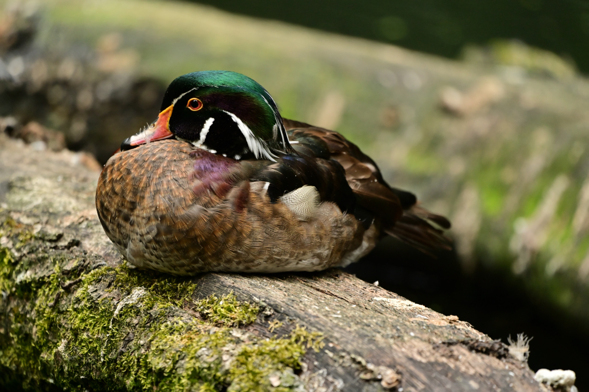 NZ6_1463.jpg