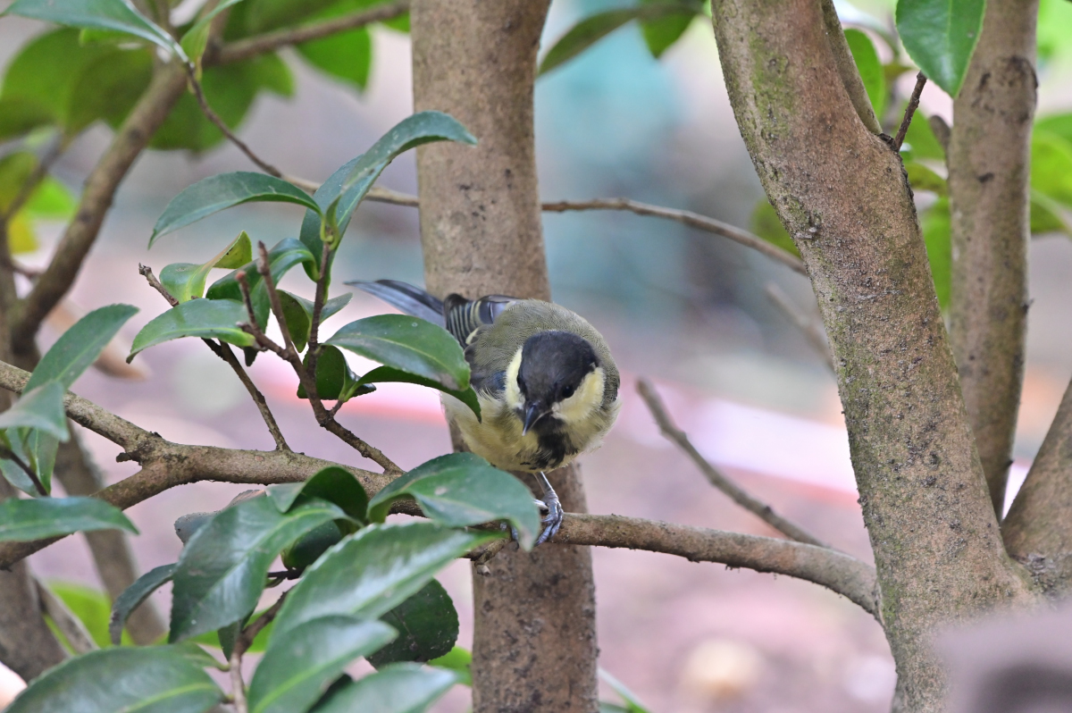 NZ6_3018.jpg