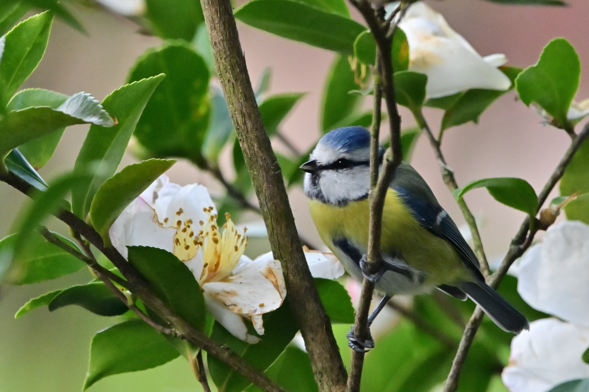 NZ6_3928.jpg