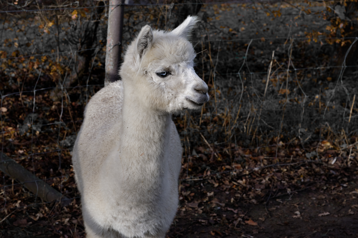 NZ6_4126_DxO.jpg