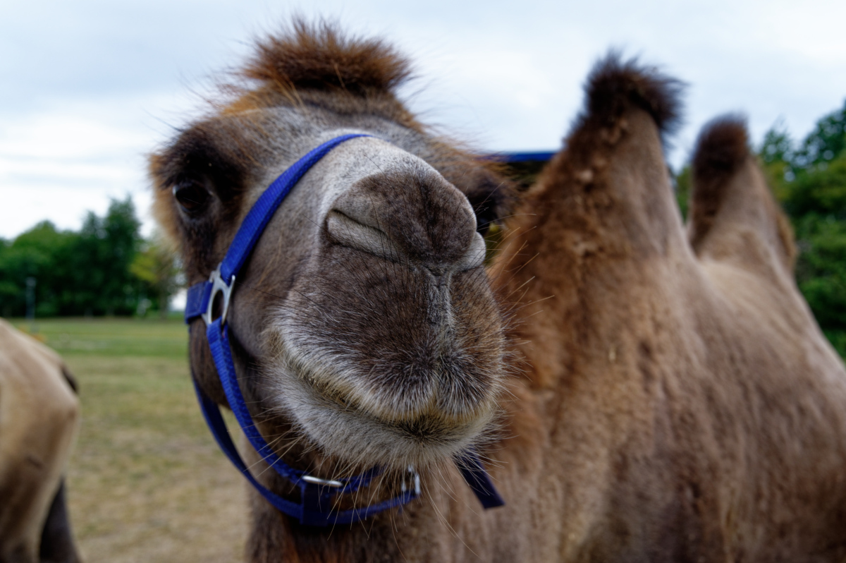 NZ6_5480_DxO.jpg