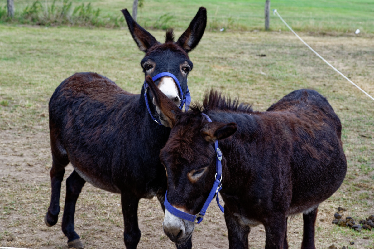 NZ6_5500_DxO.jpg