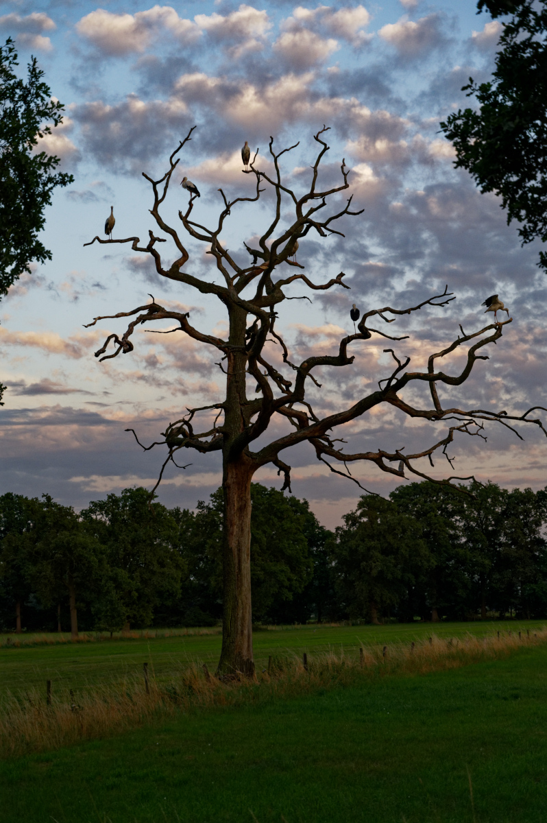 NZ6_5649_DxO.jpg