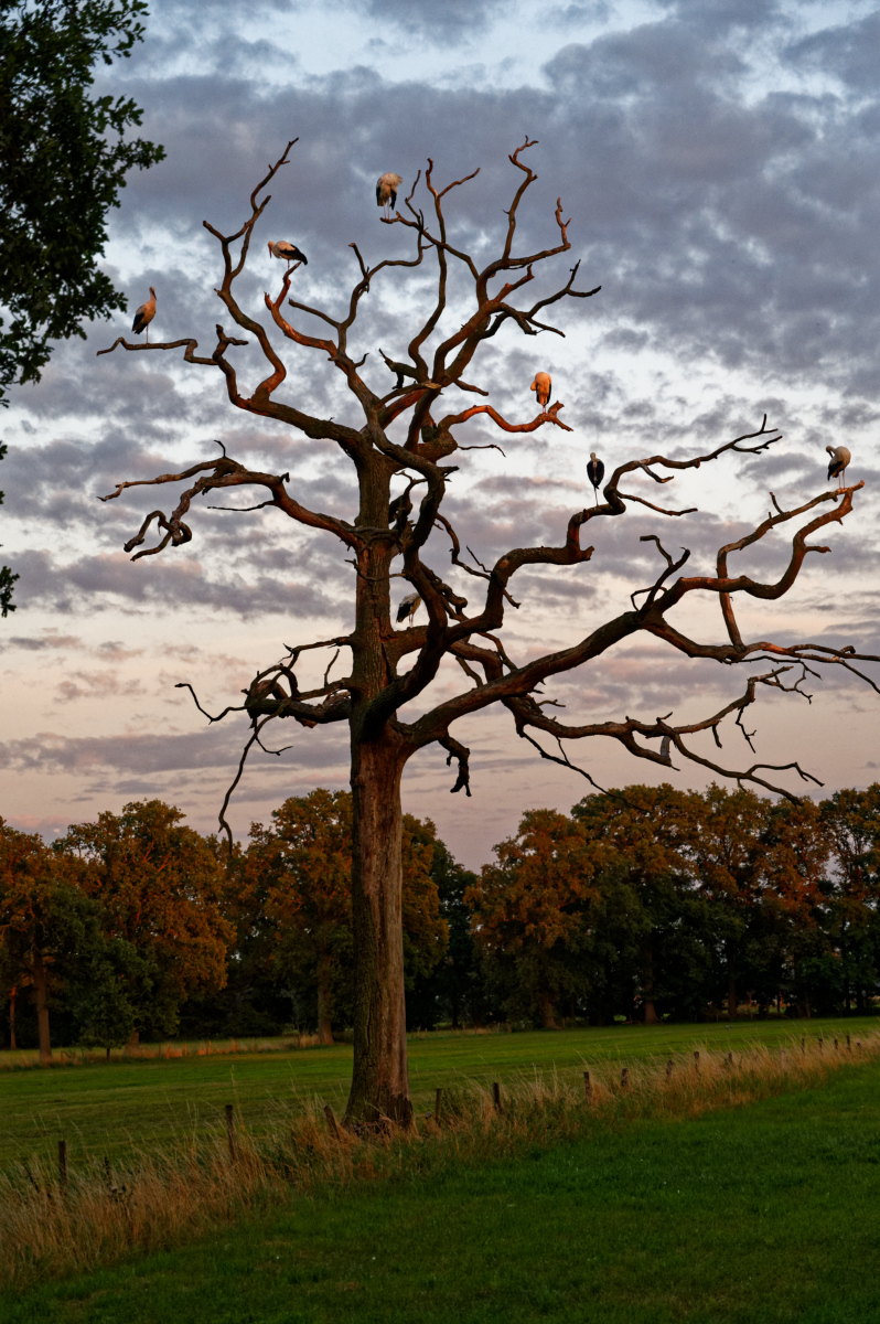 NZ6_5653_DxO.jpg