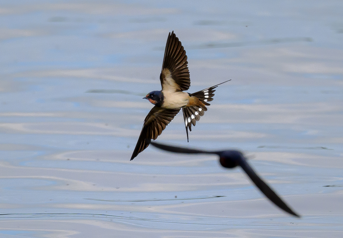 NZ9_0037_Rauchi und Geisterschwalbe_IA_5_2025.jpg