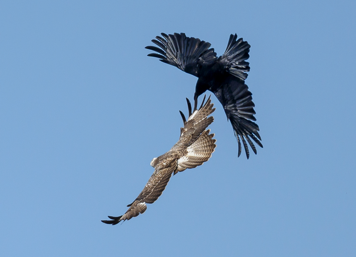 NZ9_0226_Krähe bedrängt Bussard_OIA_5_2023.jpg