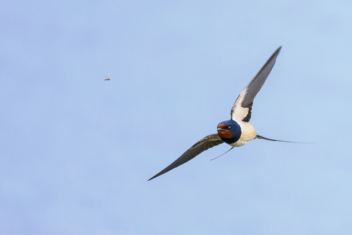 NZ9_0387_Schwalbe hat Fliege im Visier_IA_5_2025.jpg