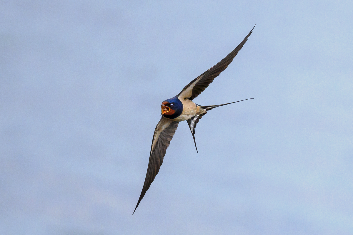 NZ9_0388_Rauchi hat Fliege geschnappt_IA_5-2025.jpg