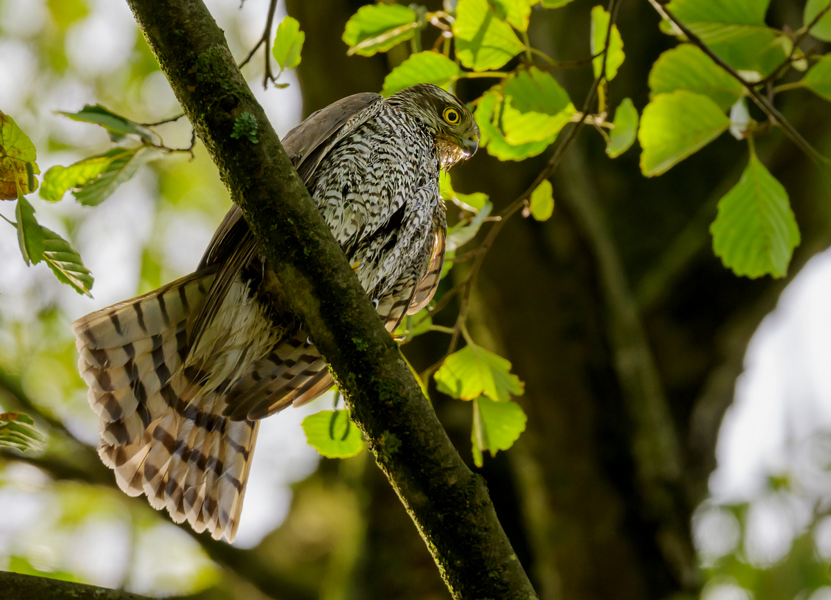 NZ9_0429_Sperberweibchen trocknet auf Baum_IA_10_2023.jpg