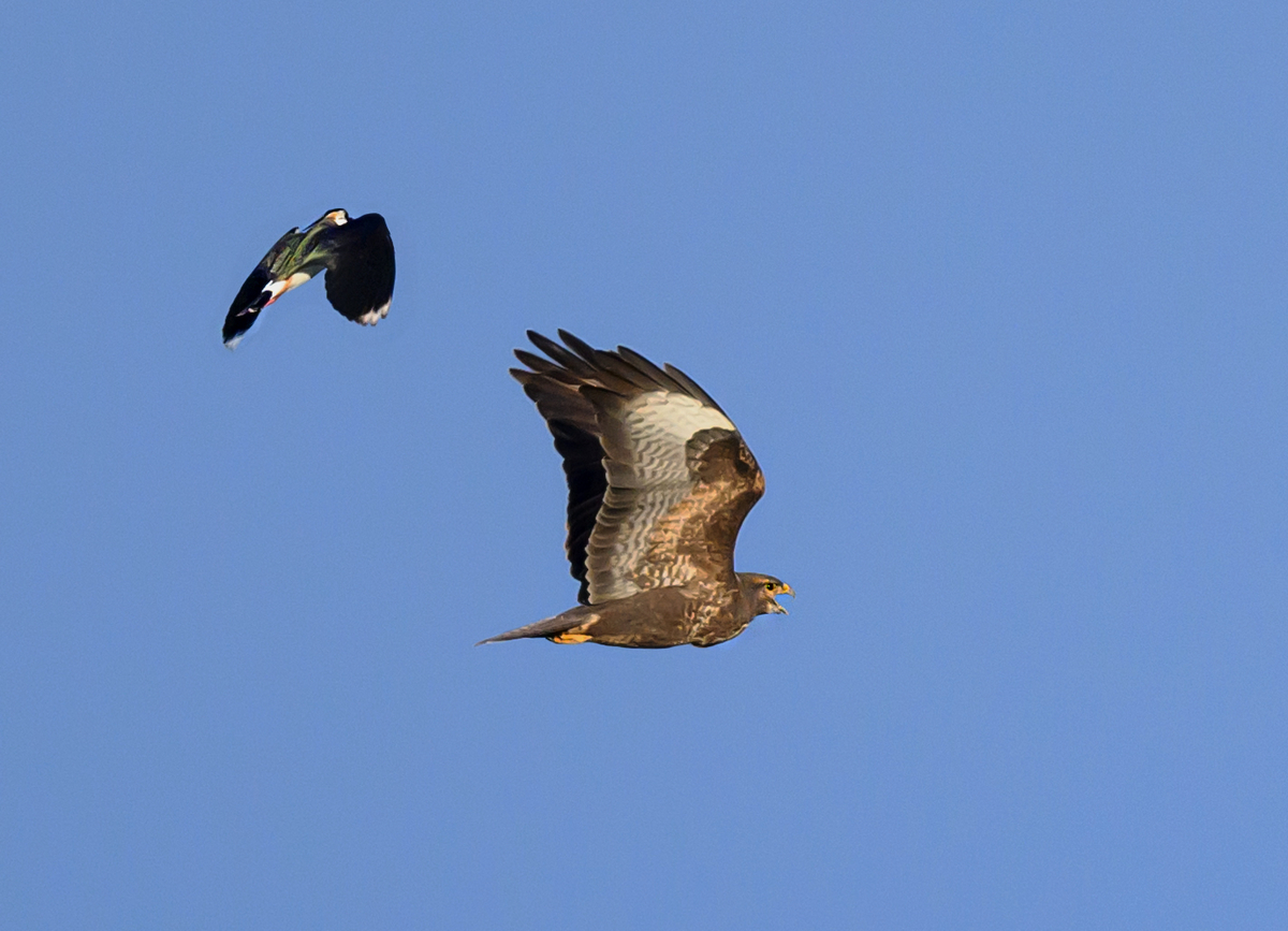 NZ9_0450_Kiebitz scheucht Bussard_IA_3_2023.jpg