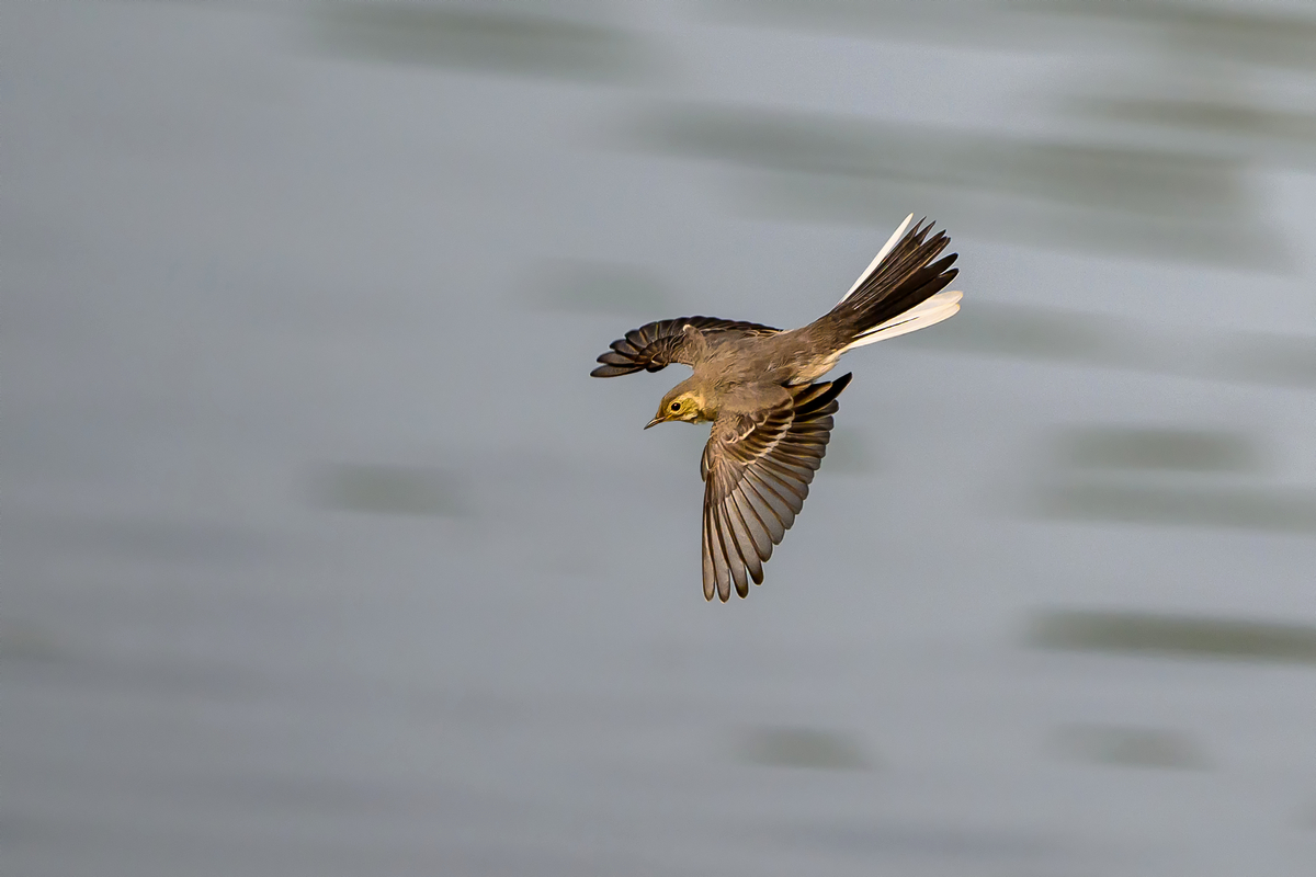 NZ9_0575_Bachstelze Jungvogel_IA_6-2024.jpg