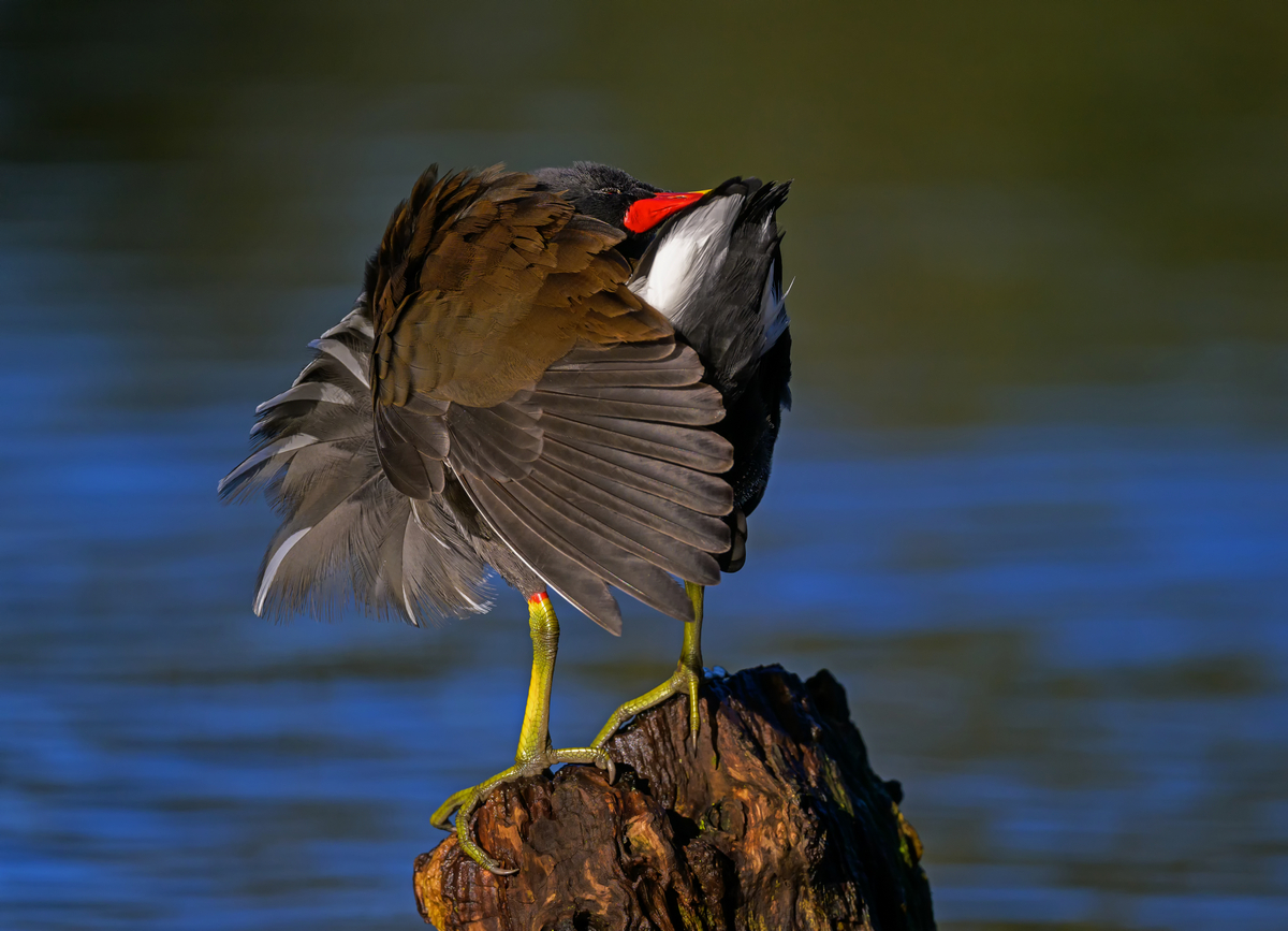 NZ9_0643_Teichhuhn bei der Gefiederüflege_IA_10_2023.jpg