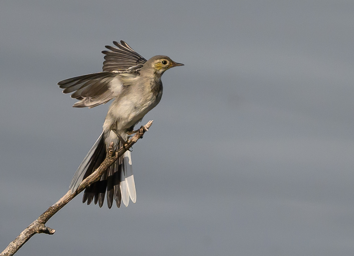 NZ9_0793_junge Bachstelze vor dem Abflug_IA_800mm_6_2024.jpg