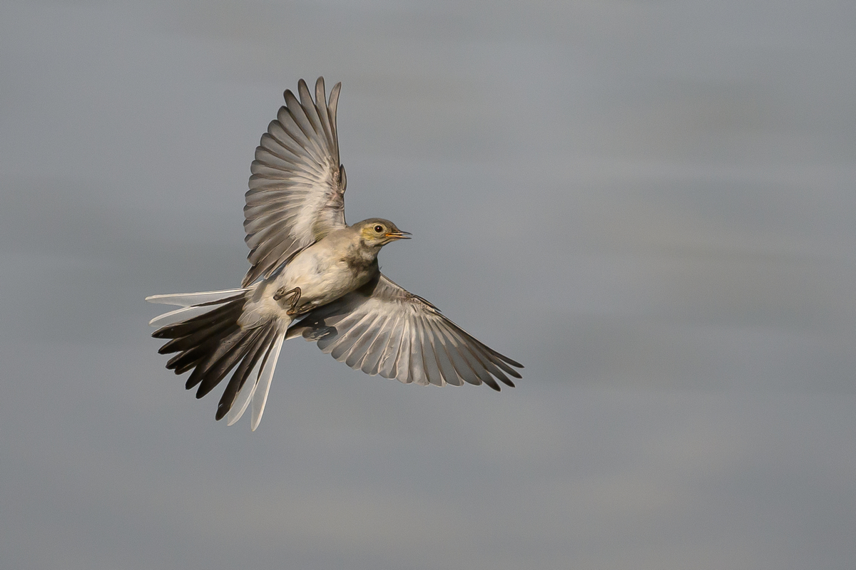 NZ9_0845_Bachi Jungvogel_IA_800mm_6_2024.jpg