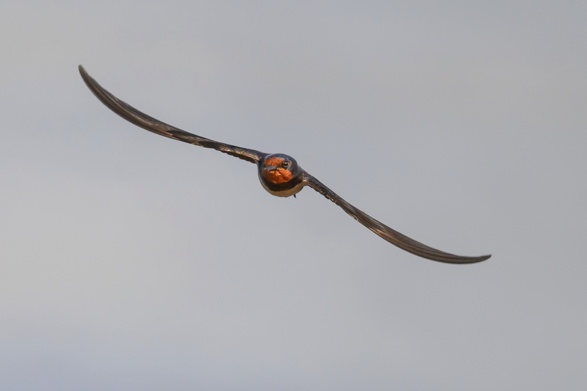 NZ9_1164_Rauchi frontal_Over_IA_5-2025.jpg