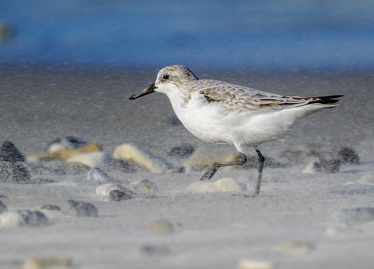 NZ9_1562_Sanderling Im Sandsturm auf der Düne _Helgoland_IA_10_2022.jpg