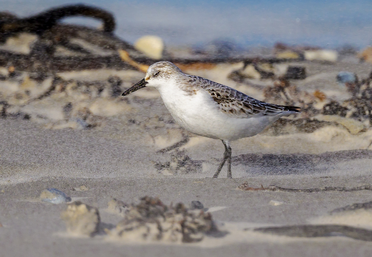NZ9_1573_Sanderling_Augen zu und durch _Düne Helgoland_IA_10_2022.jpg