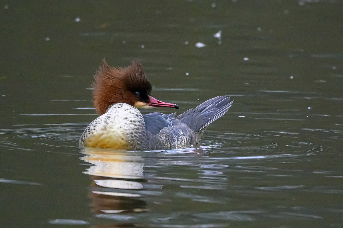 NZ9_1702_Gänsesägermädel mit Strubbelfrisur_IA_2_2025.jpg