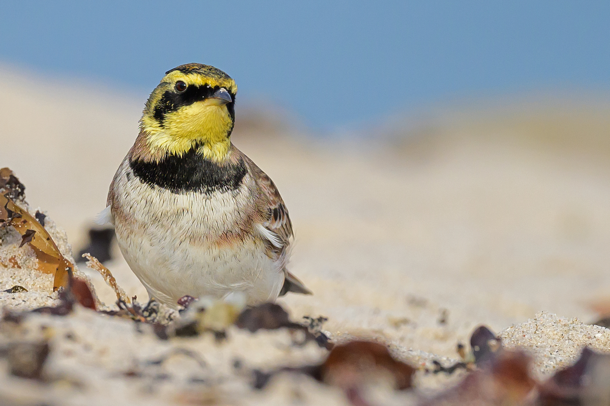 NZ9_1733_Ohrenlerche_IA_10_2022_Düne Helgoland.jpg