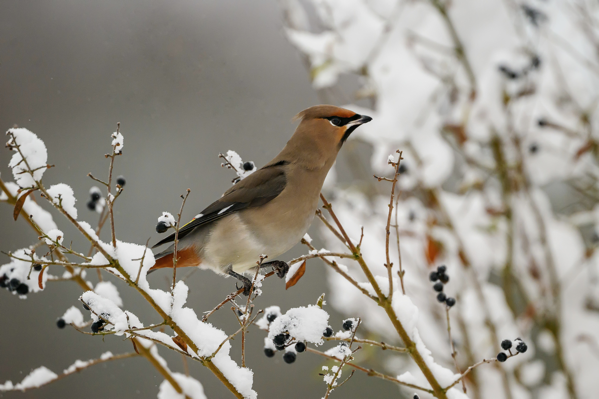 NZ9_1806Seidenschwanz im Schnee_IA_1_2026.jpg