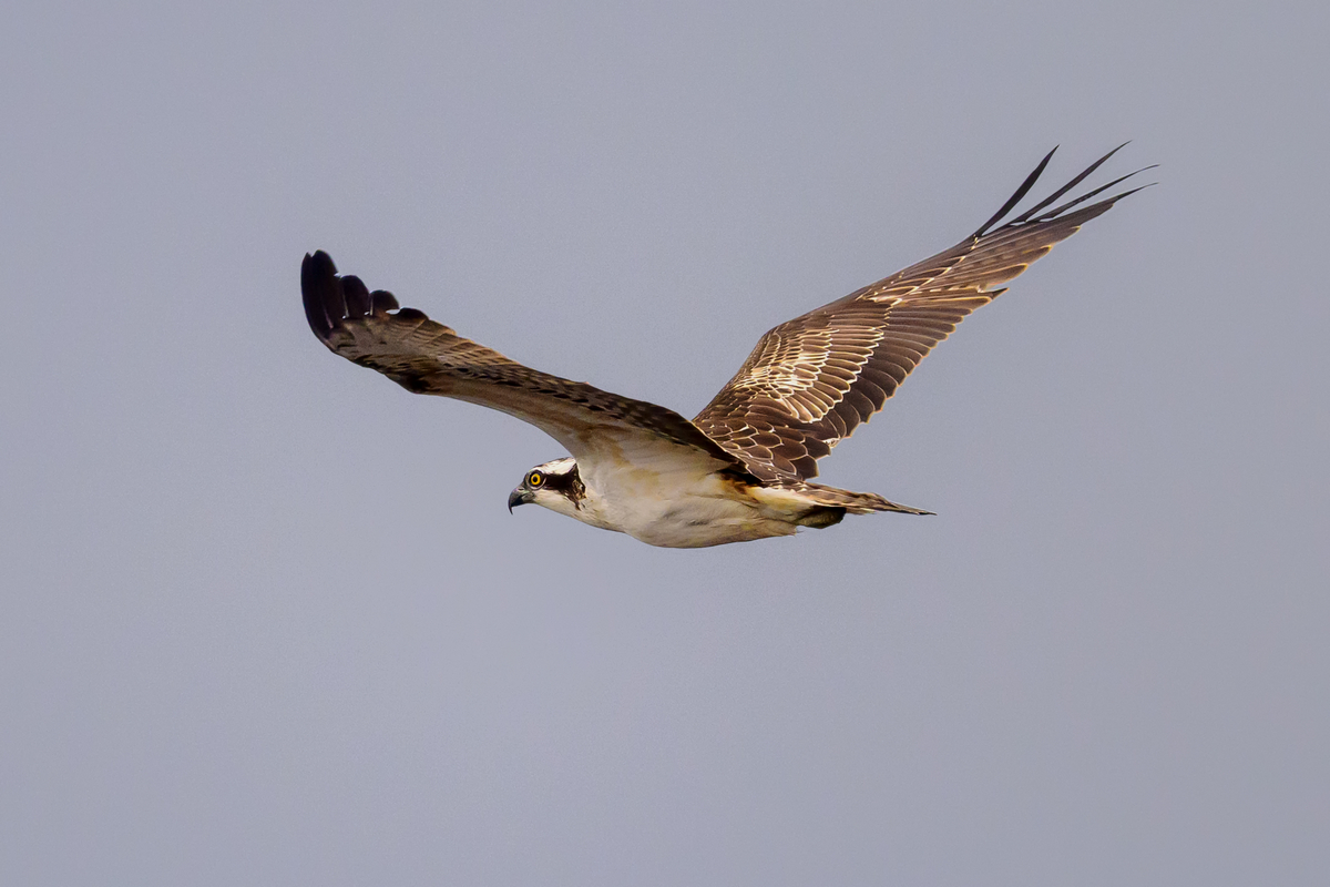 NZ9_1822_Fischadler_Helgoland_IA_10_2022.jpg