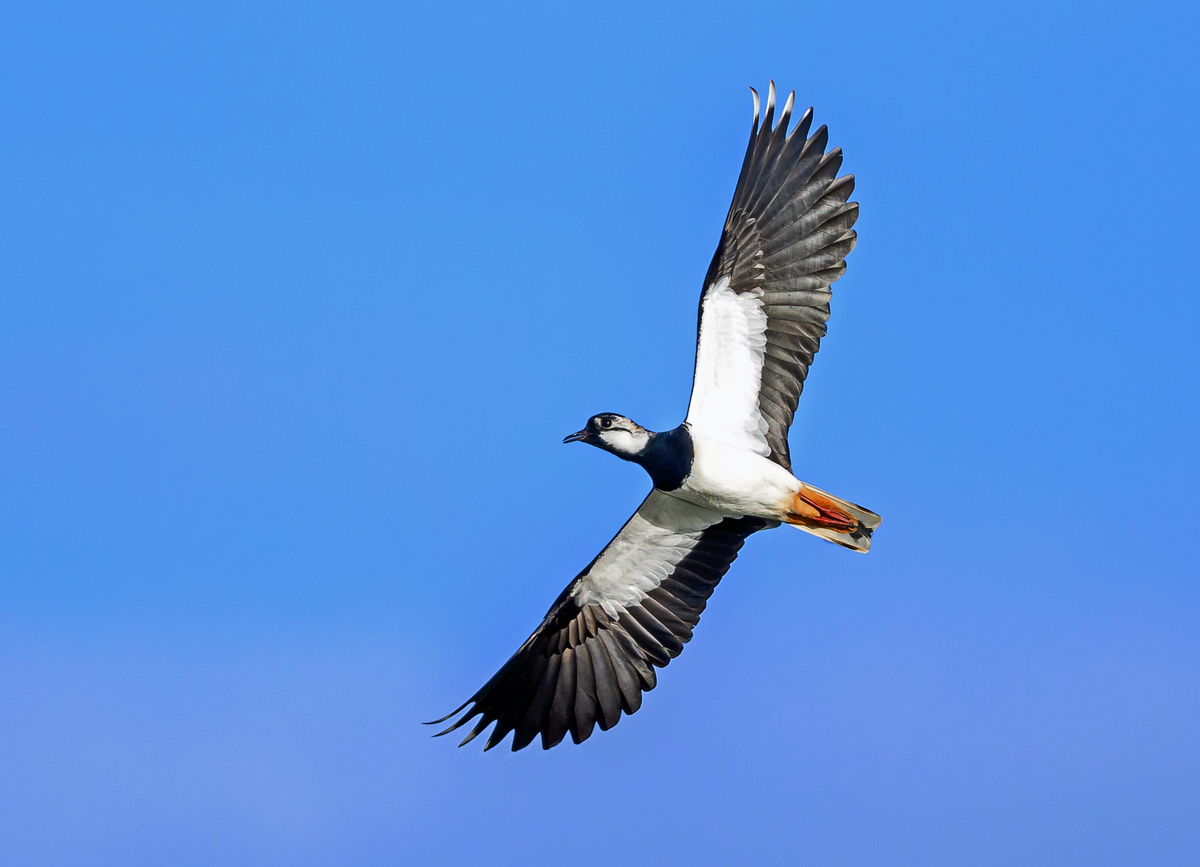 NZ9_2218_Kiebitz vor blauem Himmel_IA_3_2023.jpg