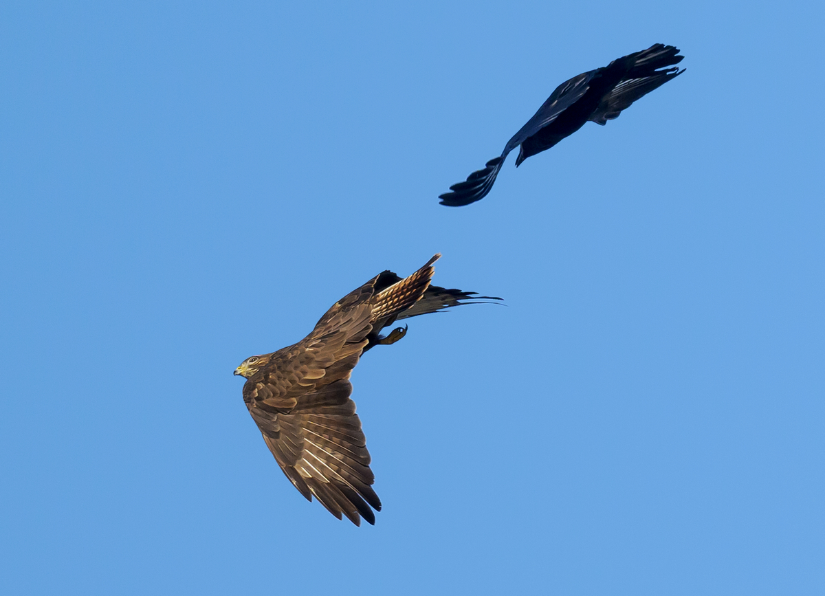 NZ9_2292_Krähe scheucht Bussard_IA_1_2024.jpg