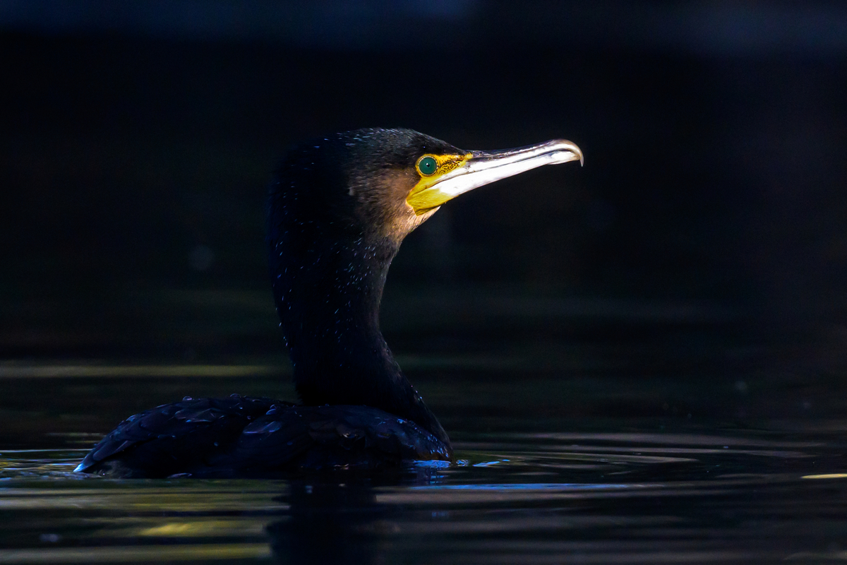 NZ9_2317_Kormoran im Sonnenspot_IA_01_2024.jpg