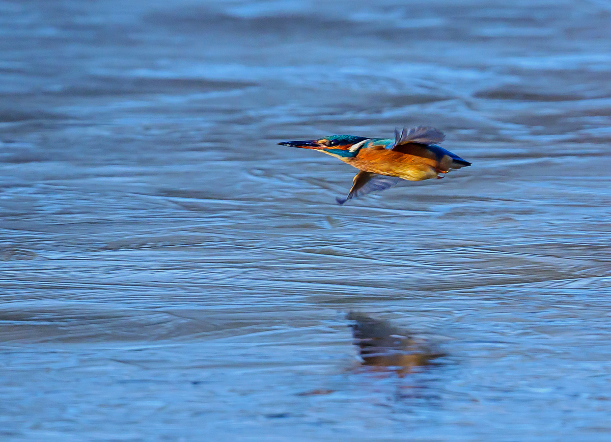 NZ9_2398_Eisi fliegt über dem Eis__IA_01_2024.jpg