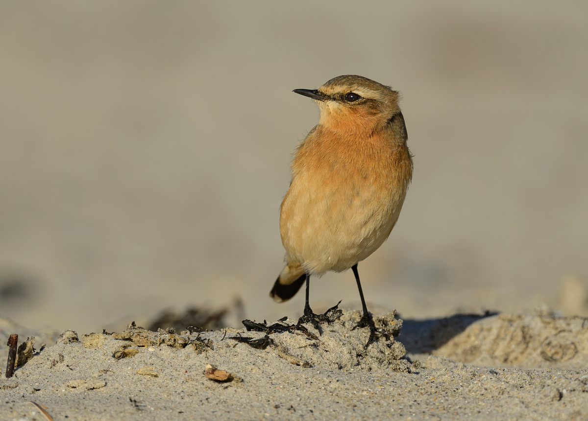 NZ9_2438_Steinschmätzer auf der Düne_Helgoland_IA_10_2022.jpg