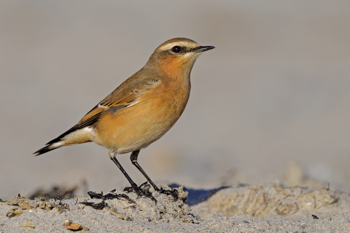 NZ9_2441_Steinschmätzer_IA_10_2022_Düne Helgoland.jpg